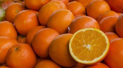 انطلاق موسم تصدير البرتقال نحو السوق الفرنسية يوم 15 جانفي 