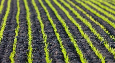 La Tunisie abrite un symposium International sur les maladies foliaires des céréales