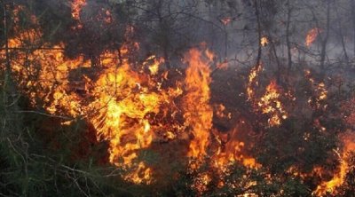 جندوبة : اندلاع حريق في جبل الزيتون من معتمدية بوسالم