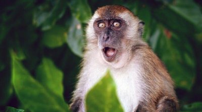 حالة وفاة و 21 إصابة بجدري القرود في نيجيريا