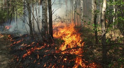 باجة : صعوبات في إطفاء حريق أتى على 156 هكتارا من الأشجار الغابية