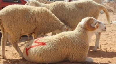 تونس : شركة اللحوم تُنظم دورة تكوينية في ذبح علوش العيد