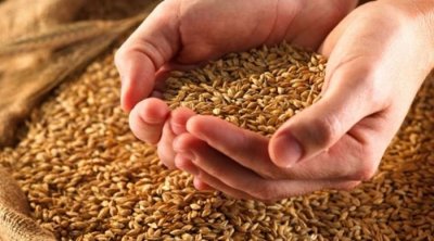 Tunisie: 7,433 millions quintaux de céréales collectés jusqu’au début