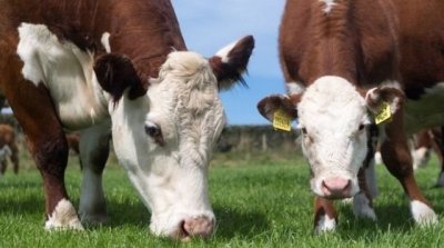 وزارة الفلاحة تعلن تسجيل حالات من مرض النزف الوبائي لدى الأبقار