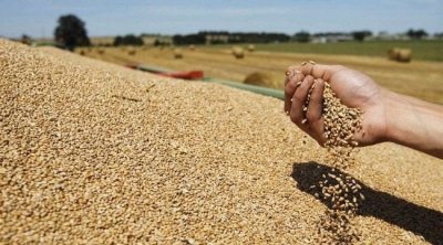 تونس ستستورد 250 ألف طن من القمح من فرنسا لموسم 2022 - 2023