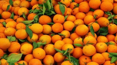 إعادة حاويتين محملتين بحوالي 45 طنا من البرتقال المالطي إلى تونس 