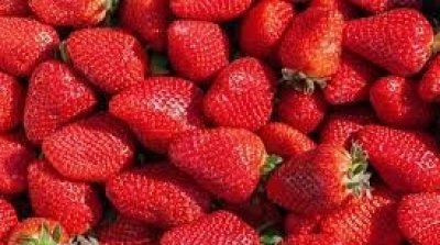 Marché de gros : les fraises vendues exclusivement aux commerçants patentés