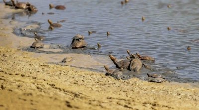 نابل : إنقاذ 26 سلحفاة مياه عذبة من خطر الشح المائي بسد وادي شيبة (صور)