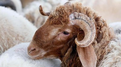 تونس : أسعار أضاحي العيد تترواح بين 700 و 1200 دينار 