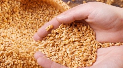 إقرار زيادة بـ 10 دنانير في أسعار قبول القمح الصلب