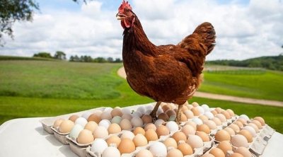 تونس : إنخفاض في أسعار البيض و لحوم الدواجن 