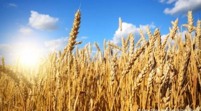 تمديد اتفاق الحبوب يخفض أسعار تصدير القمح الروسي