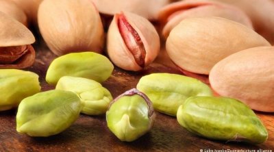 القصرين : توقعات بانتاج 1100 طن من الفستق