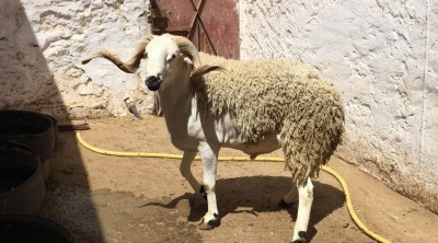 القيروان : خروف يصل سعره إلى ألفي دينار 