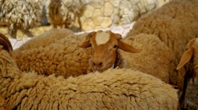 أسعار خروف العيد في تونس ترتفع بحوالي 400 دينار 