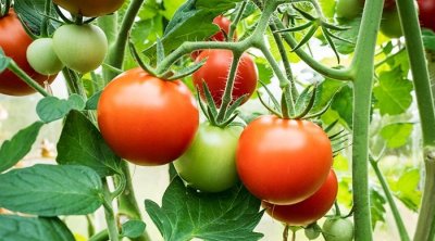 فلاحو سليانة يقاطعون زراعة الخضروات الصيفية بسبب إرتفاع ثمن الأدوية و المبيدات