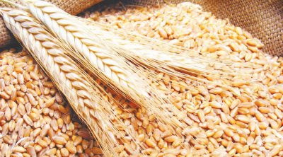 القصرين : نسبة إنبات الحبوب المطرية منعدمة خلال الموسم الفلاحي 2022-2023