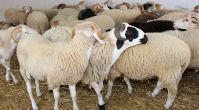 إنطلاق بيع أضاحي العيد بشركة اللحوم بأسعار لن تتجاوز 1000 دينار