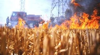 Bizerte : Un incendie ravage 6 hectares de blé