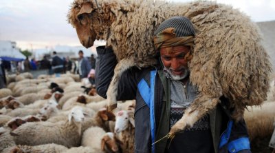 داعية مصري : يجوز التضحية بالدجاج في عيد الإضحى