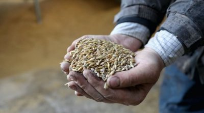 بسبب الجفاف: تراجع محصول تونس من القمح بنسبة 60% هذا العام