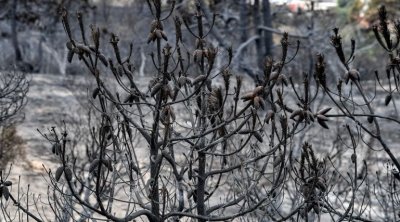 Tunisie : Un lourd bilan dans les incendies de Nefza