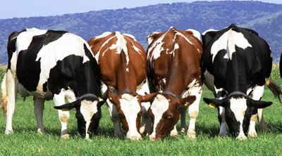 تونس : التخفيض في سعر الأعلاف المركبة الموجهة للأبقار الحلوب