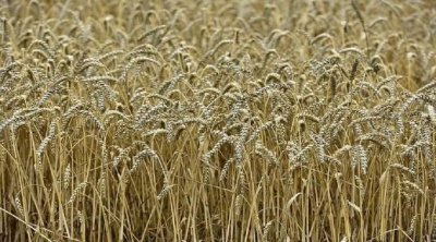 فرنسا تعتزم تزويد تونس بـ35% من حاجياتها من القمح اللين و50% من الشعير