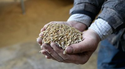 تونس تشتري قمحاً ليناً وعلف شعير في مناقصة دولية