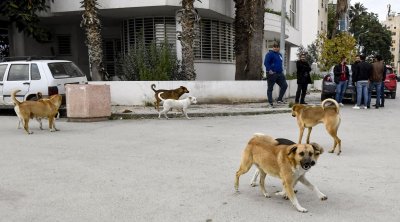 تونس : وفاة 6 أشخاص بداء الكلب في 2023