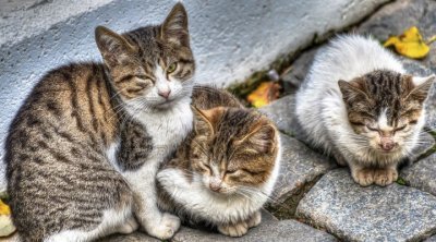 فرنسا: العثور على 100 قطة داخل ثلاجة منزل 