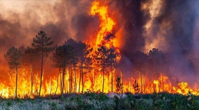 حريق يأتي على 8 هكتارات من أشجار الزيتون و النباتات الغابية في القيروان 