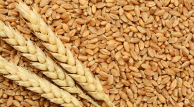 ديوان الحبوب يطرح مناقصة دولية لشراء نحو 50 ألف طن من القمح الصلب