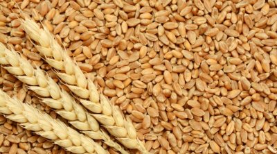  تونس تطرح مناقصة لشراء 100 ألف طن من القمح اللين