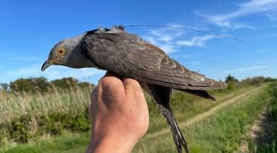  العديد من أصناف الطيور والنباتات في تونس مهددة بالانقراض