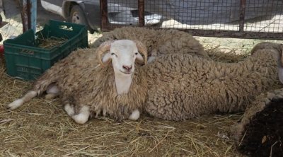 Mouton de l'Aïd : le prix du kilo est fixé à 21,9 dinars