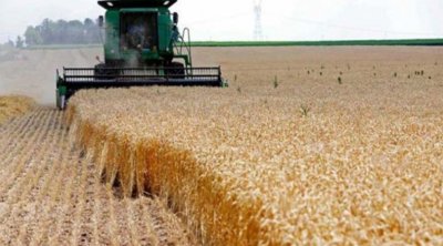 Siliana: Avancement à 45% de la récolte céréalière
