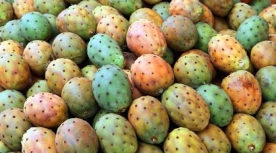 La Tunisie réceptionne une population de 100 coccinelles prédatrices de la cochenille de cactus