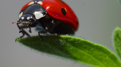 إتحاد الفلاحة : جلب 100 دعسوقة ليس حلا شاملا في مواجهة الحشرة القرمزية 