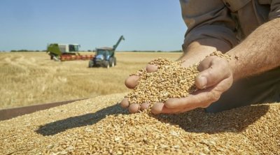 Siliana : 377 mille quintaux de céréales collectés
