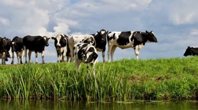 تونس : تحذير من مرض خطير يصيب الأبقار