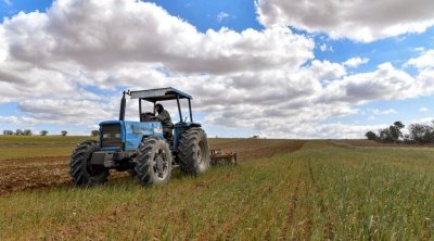Zaghouan : Récolte céréalière record de 400 mille quintaux