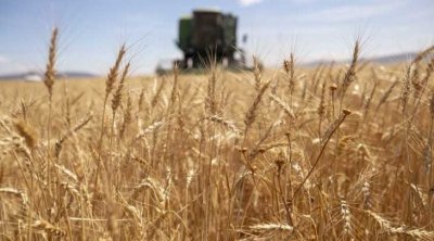 Tunisie : Récolte de près de 6,6 millions de quintaux de céréales