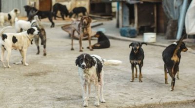 Rage : 277 foyers recensés, plus de 61 mille chiens et chats vaccinés