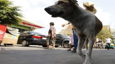 Rage : 9 décès et 350 cas chez les animaux