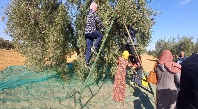 Médenine : Démarrage de la saison de la cueillette des olives