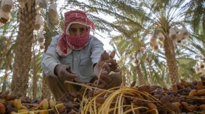 La Tunisie enregistre des recettes record grâce à l’exportation de dattes