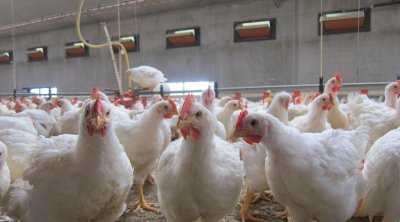 Tunisie : Fixation des prix maximums à la production pour la vente de poulet vivant