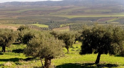 Tunisie : La récolte d’olive cette année sera de 1.7 million de tonnes