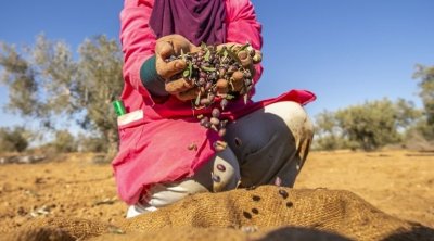 اتحاد الفلاحة: من حق المنتجين بيع صابة الزيتون بمثل أسعار السوق العالمية